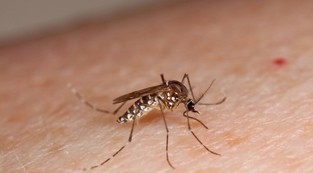 Se registra importante descenso de casos de dengue y chikungunya en Asunción y Central