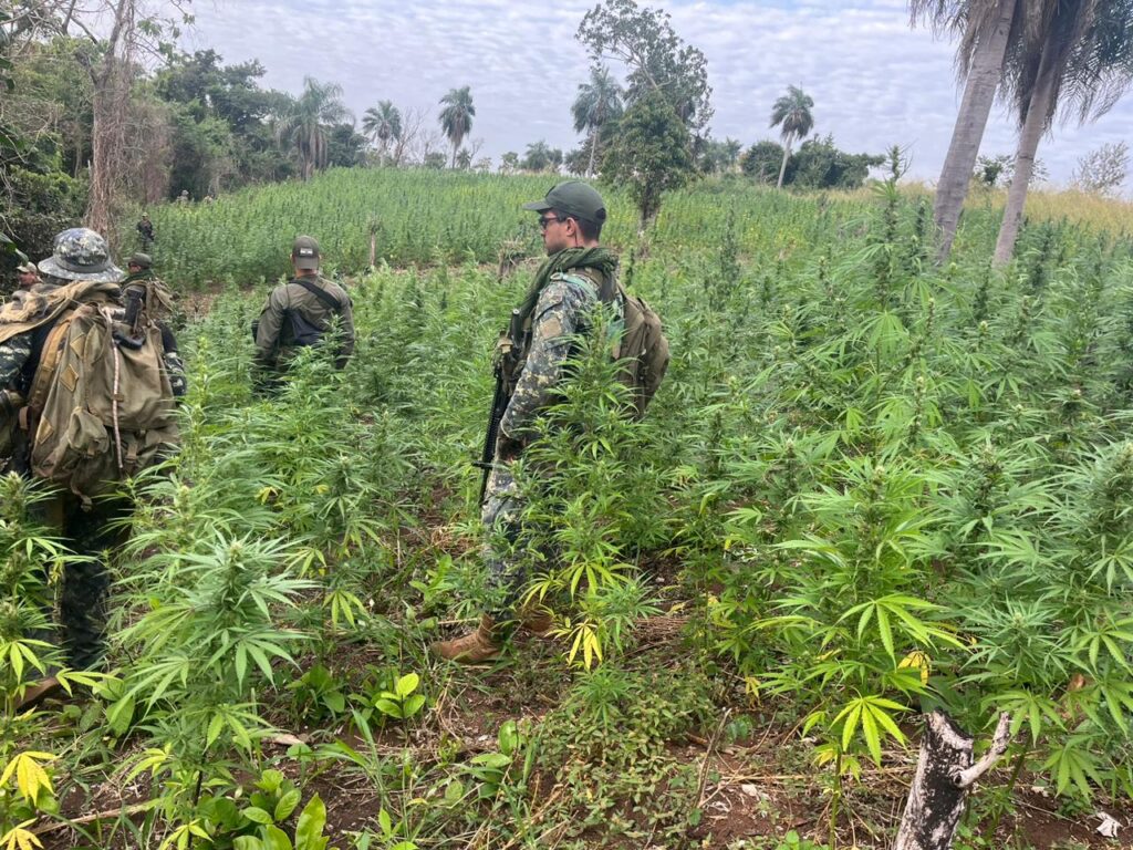 Estiman la destrucción de 300 toneladas de droga entre Concepción y Amambay