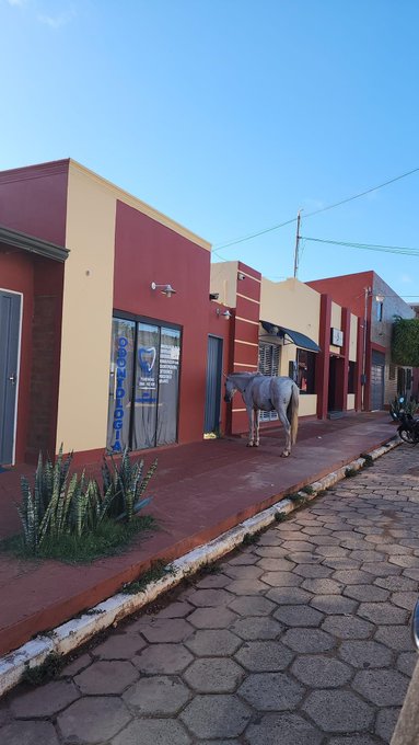 Animales sueltos en Concepción, un flagelo de nunca acabar
