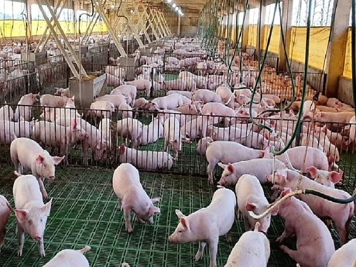 Un primer semestre bueno para la carne porcina