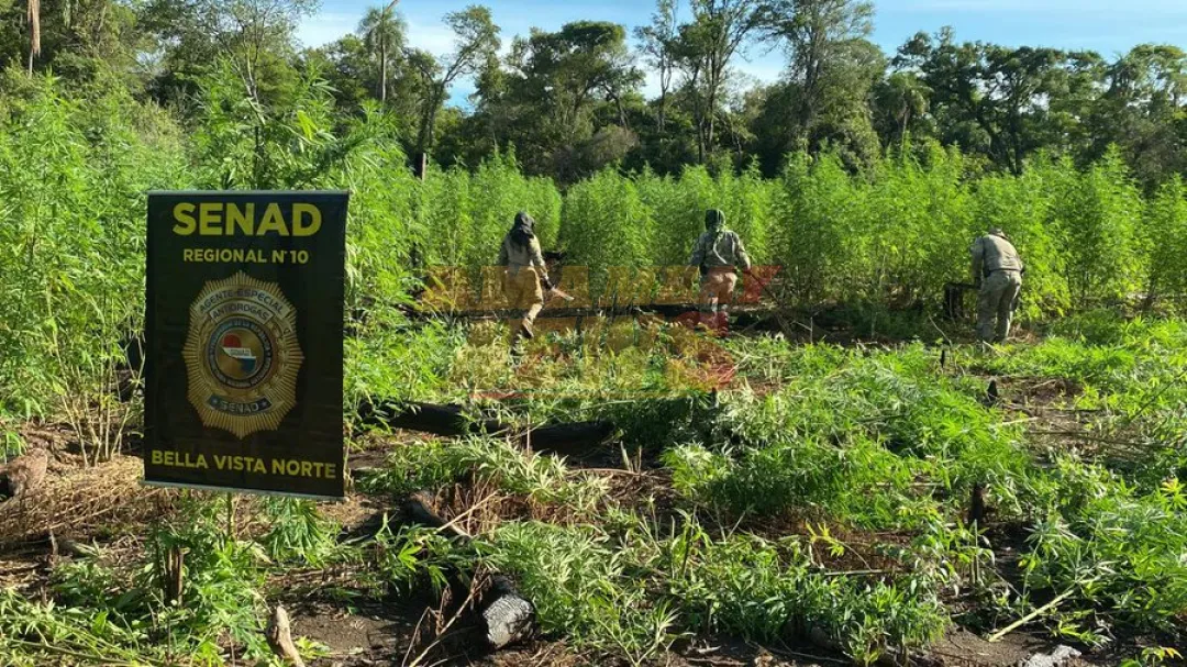 Senad elimina centro de producción y acopio de marihuana en Amambay