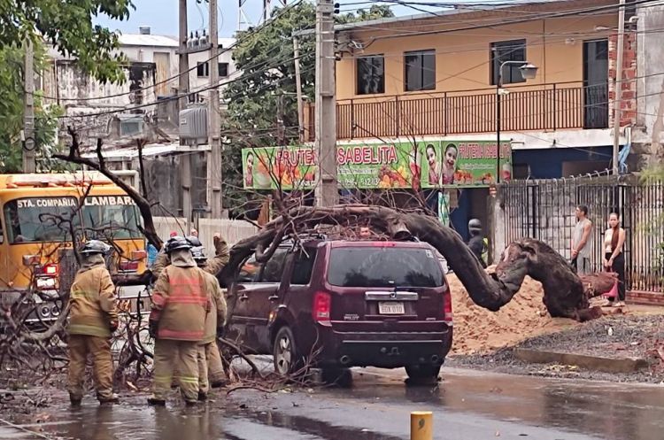 Ñemby: cayó un frondoso árbol que aplastó cinco autos y dejó dos heridos
