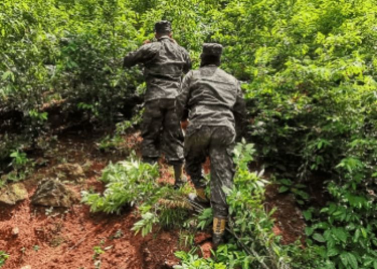 El cultivo de coca y la producción de cocaína alcanzan nuevas alturas en Honduras
