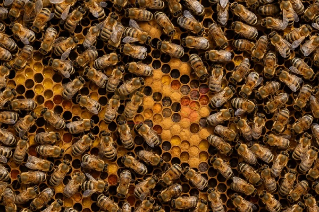 Enjambre de abejas causa pánico en Coronel Bogado