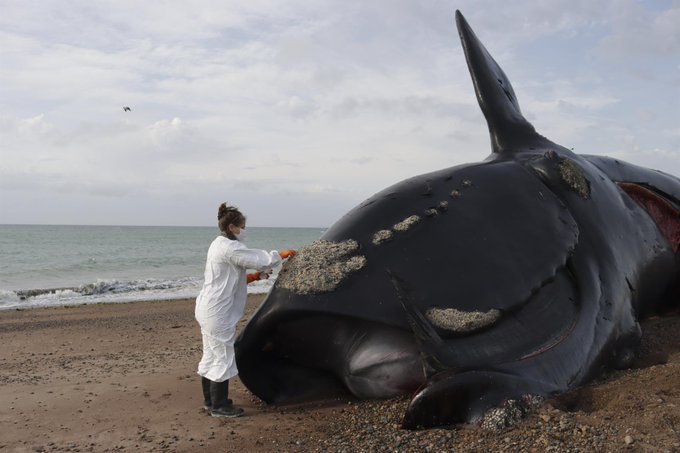 Marea roja, principal sospechosa por las 30 ballenas muertas en Argentina