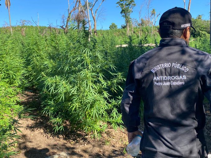 Destruyen toneladas de marihuana en Amambay
