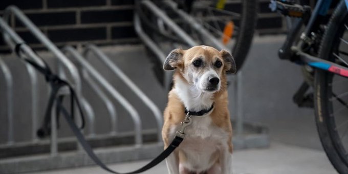 Proponen hasta 8 años de cárcel por matar o maltratar a animales