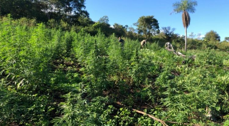 Operativo en Capitán Bado: sacan de circulación más de 117 toneladas de marihuana