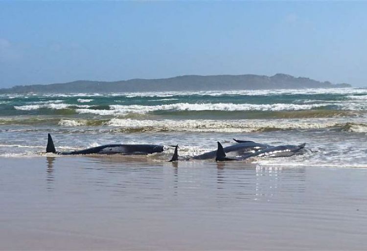 Hay cientos de ballenas varadas en el sur de Australia