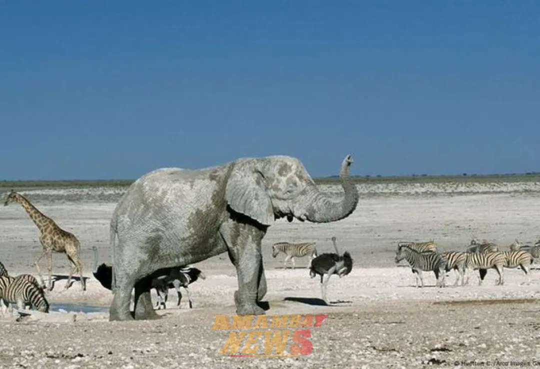 Namibia sacrificará animales salvajes en medio de la sequía