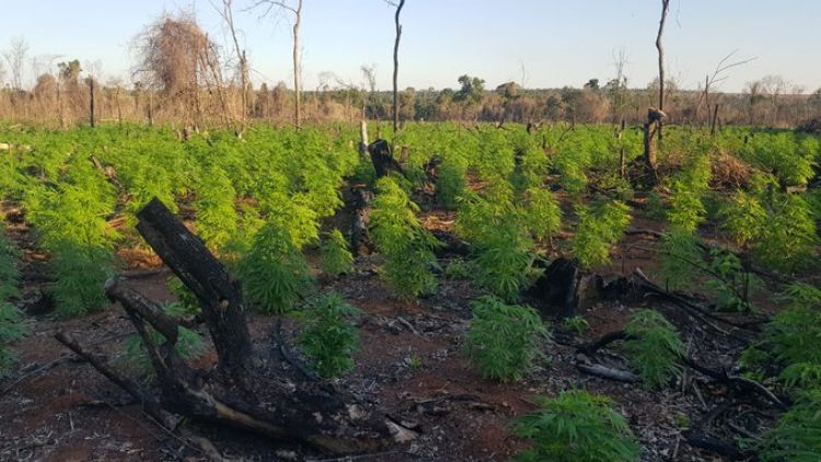 Aseguran que el 70 % de la economía de Curuguaty se sustenta en base al cultivo de marihuana