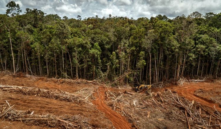 WWF Paraguay celebra aprobación de Ley de Deforestación Cero