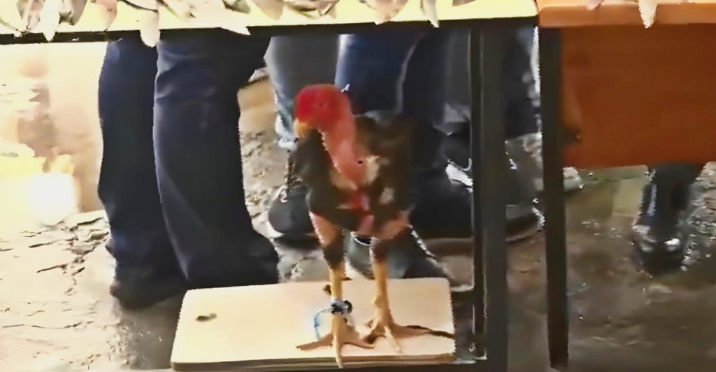 Incautan armas, drogas y hasta gallo de riña durante requisa en Tacumbú