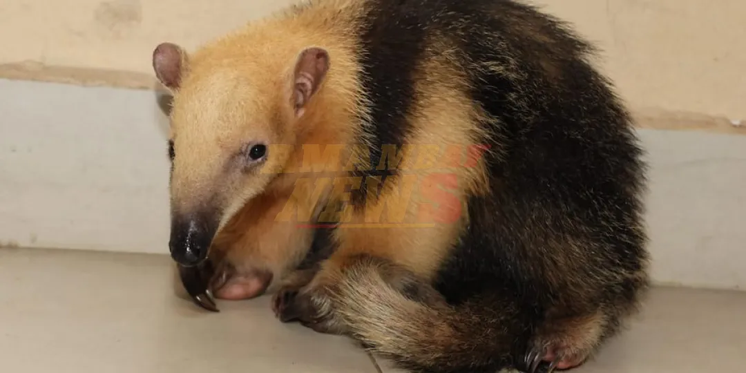 En Cordillera rescatan a un oso melero hormiguero