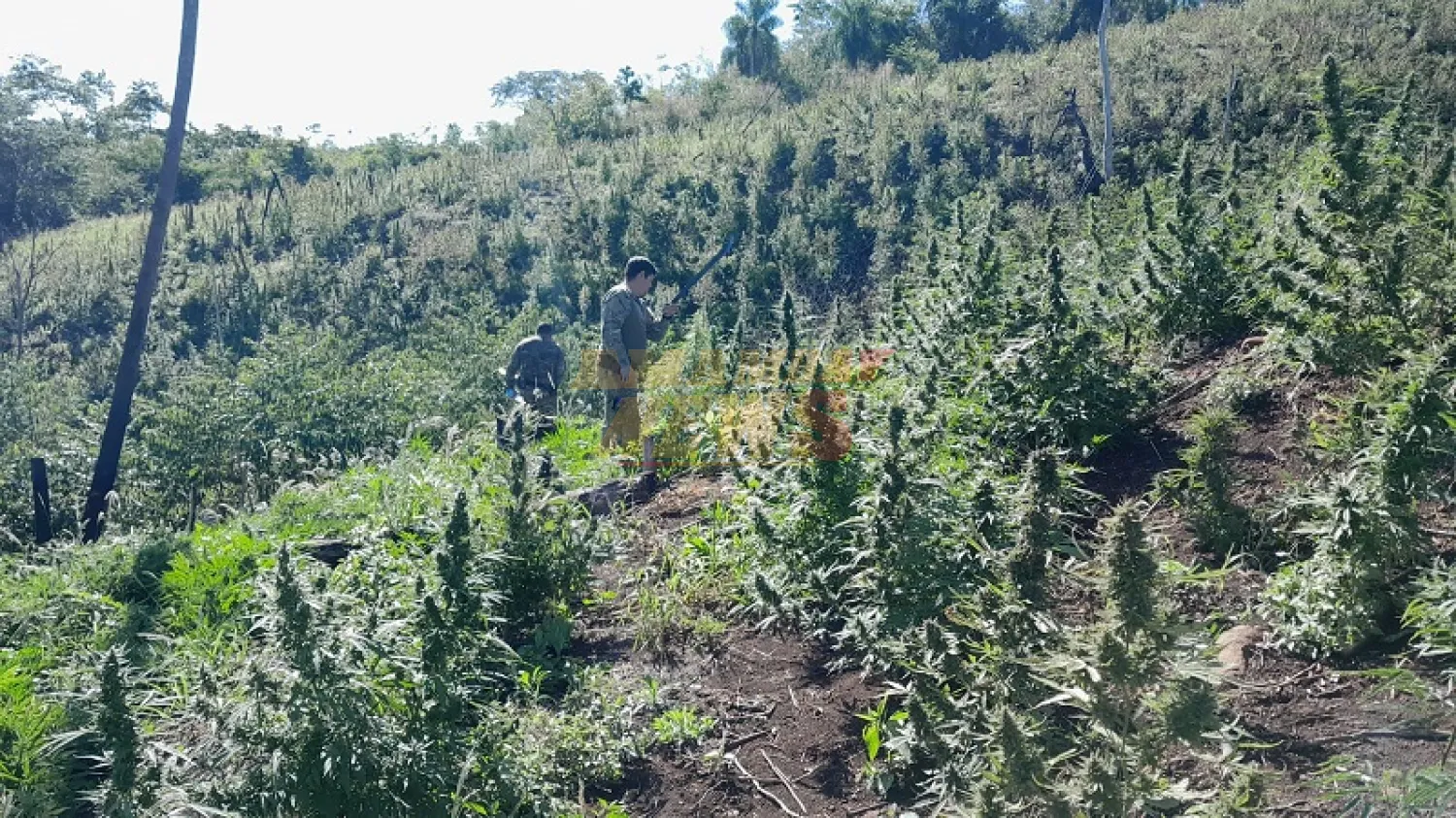 Destruyen plantaciones y más de 1.600 kilos de supuesta marihuana en Capitán Bado