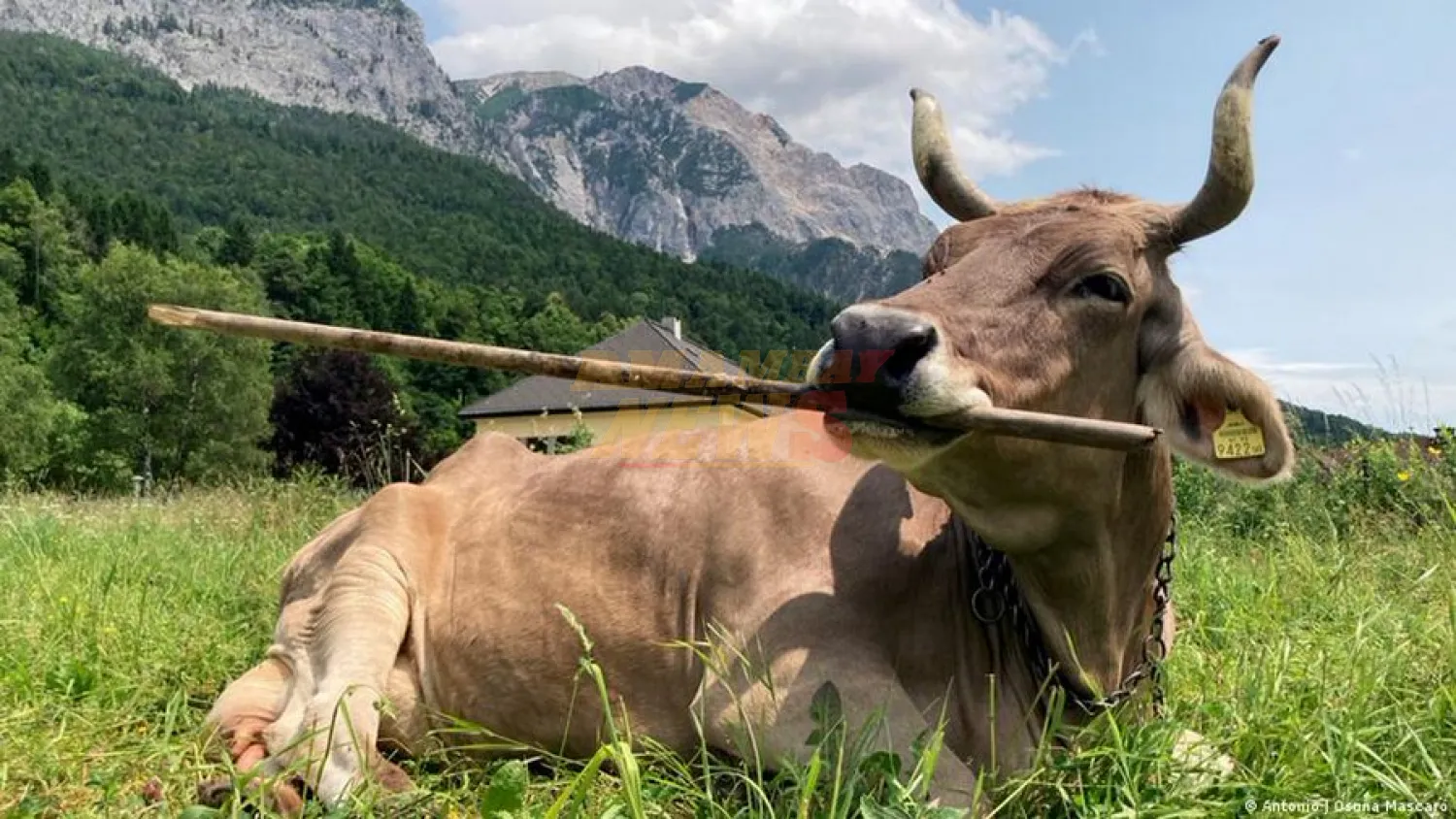 Veronika, una vaca increíblemente lista según la ciencia
