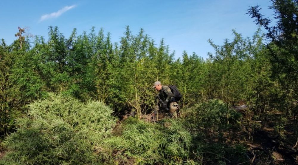 Anulan 255 toneladas de marihuana en la Reserva Morombí