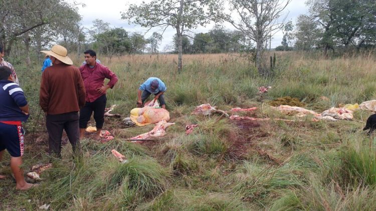 Abigeos faenan 4 vacunos de familias humildes en Concepción