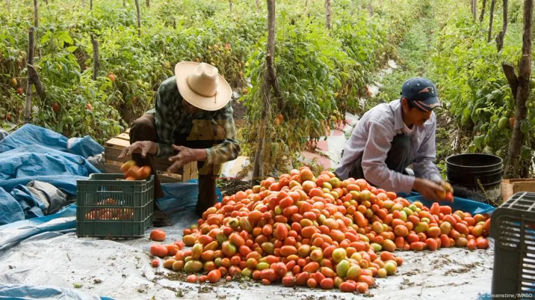 México busca diálogo con EE. UU. sobre aranceles al tomate