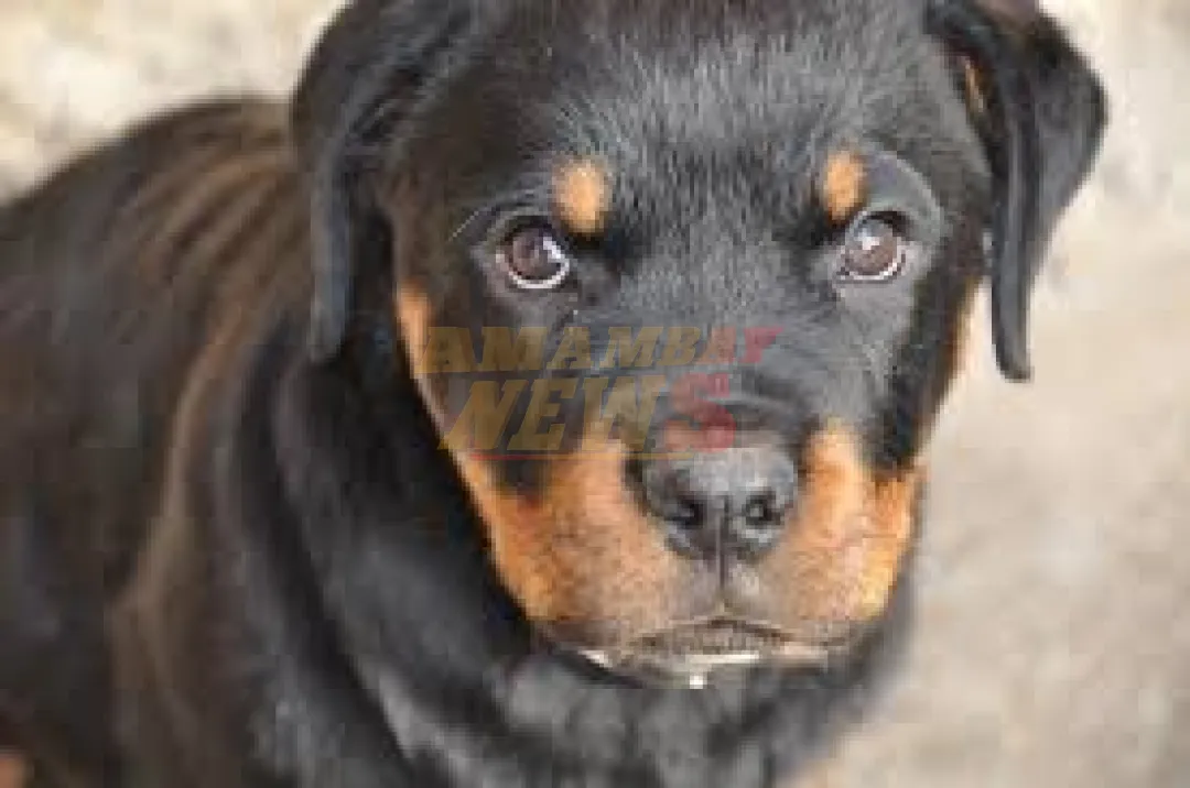 Matan de un disparo a perro de la raza rottweiler en Horqueta