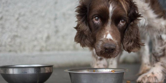 Holanda es el primer país que no tiene perros abandonados en sus calles