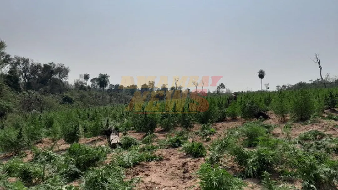 SENAD ataca cultivos mecanizados de marihuana en la zona de Maracaná
