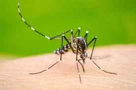Bajan casos pero no se corta la transmisión del dengue y chukungunya