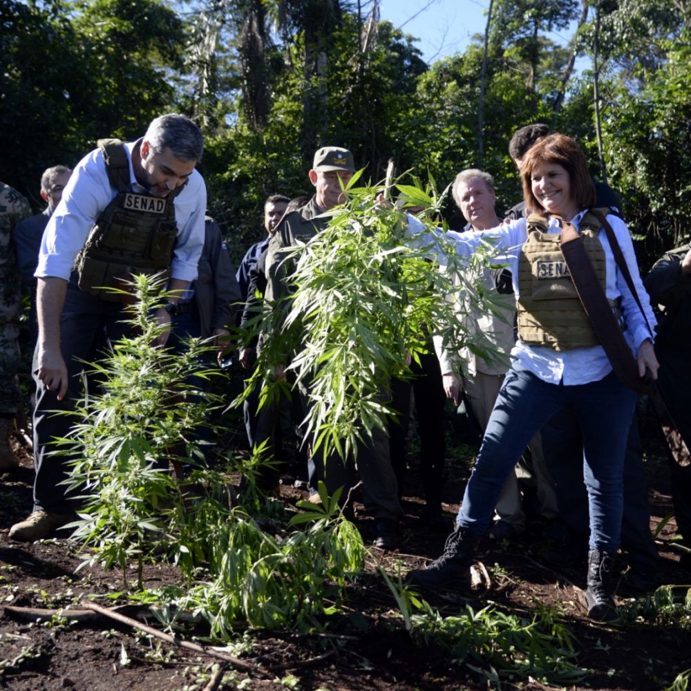Operativo Nueva Alianza ocasiona duro golpe al narcotráfico