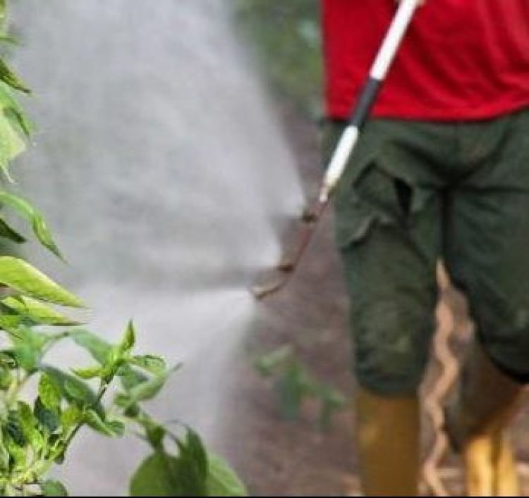 Niña de dos años se intoxica con agroquímicos en Naranjal