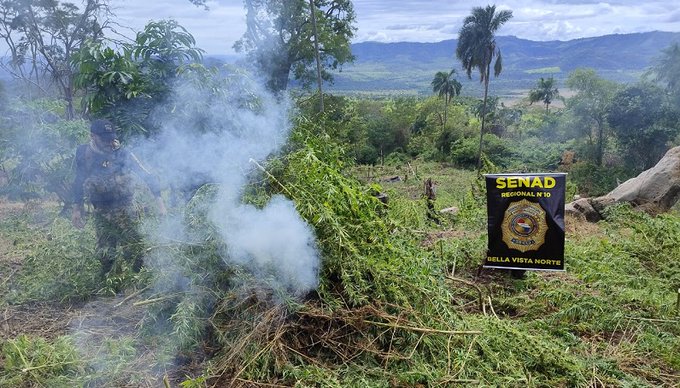 “Nueva Alianza 45” eliminó casi 300.000 kilos de marihuana en 5 días