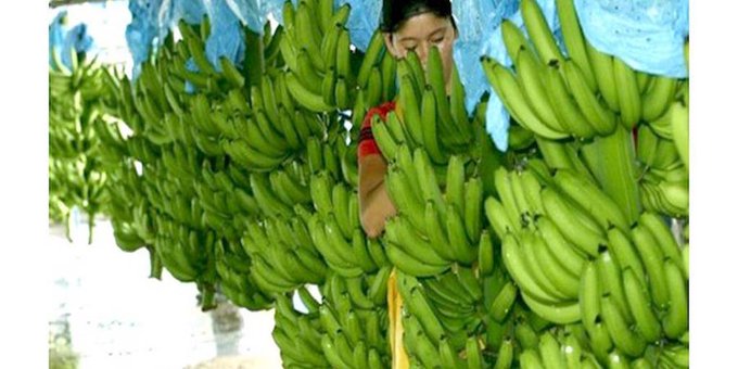 Exportación de banana se agrava por restricción argentina al flete