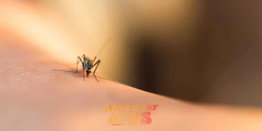 Disminuyen casos de dengue; sin registros de oropouche en el país