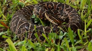 Otro niño fue mordido por una serpiente en Curuguaty