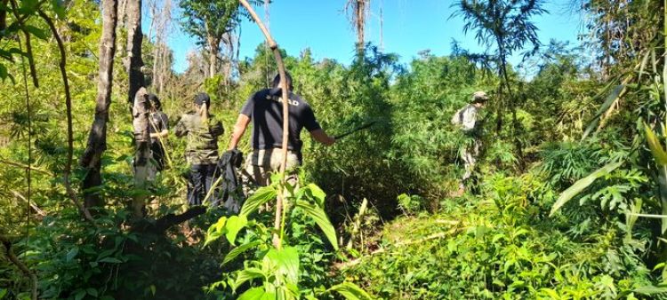 Eliminan más de 15 toneladas de marihuana en establecimiento rural de Alto Paraná