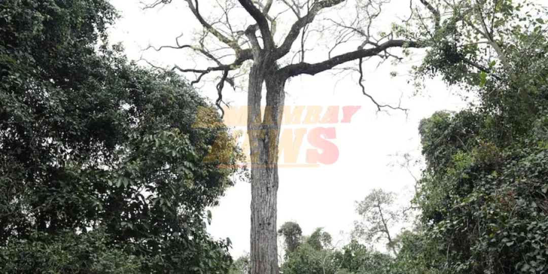 Un Tajy de Capiibary se corona como el árbol más grande del Paraguay