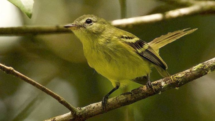 Redescubren a un raro pájaro venezolano que no había sido observado en los últimos 16 años