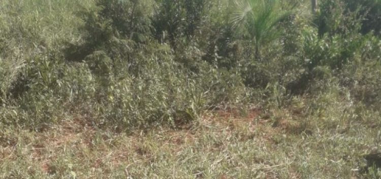 Hallan cadáver de un hombre en Pedro Juan Caballero
