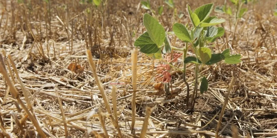Las lluvias no fueron suficientes en el campo