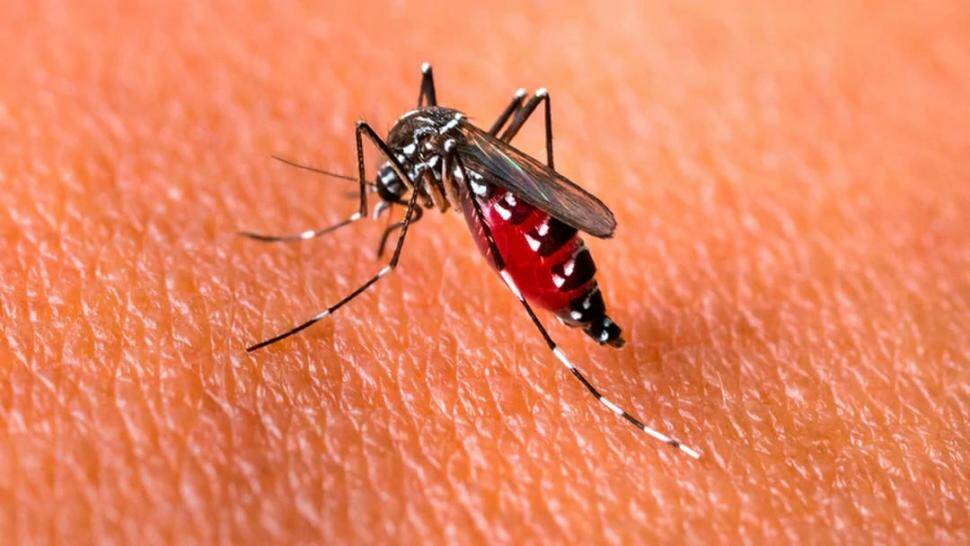 Emiten alerta ante amenaza de expansión de chikungunya en el país