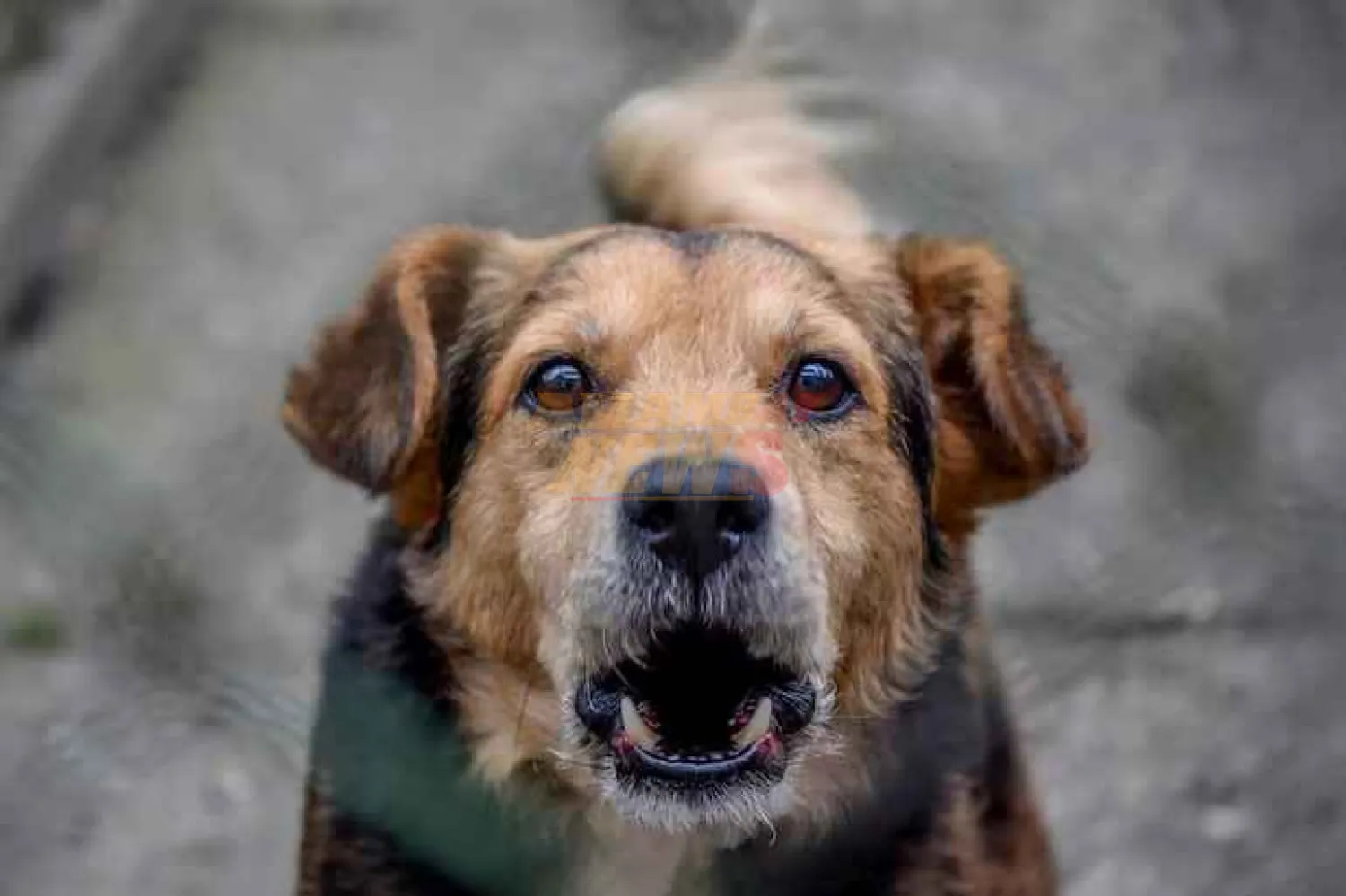 India: furia asesina contra perros callejeros deja 110 animales muertos