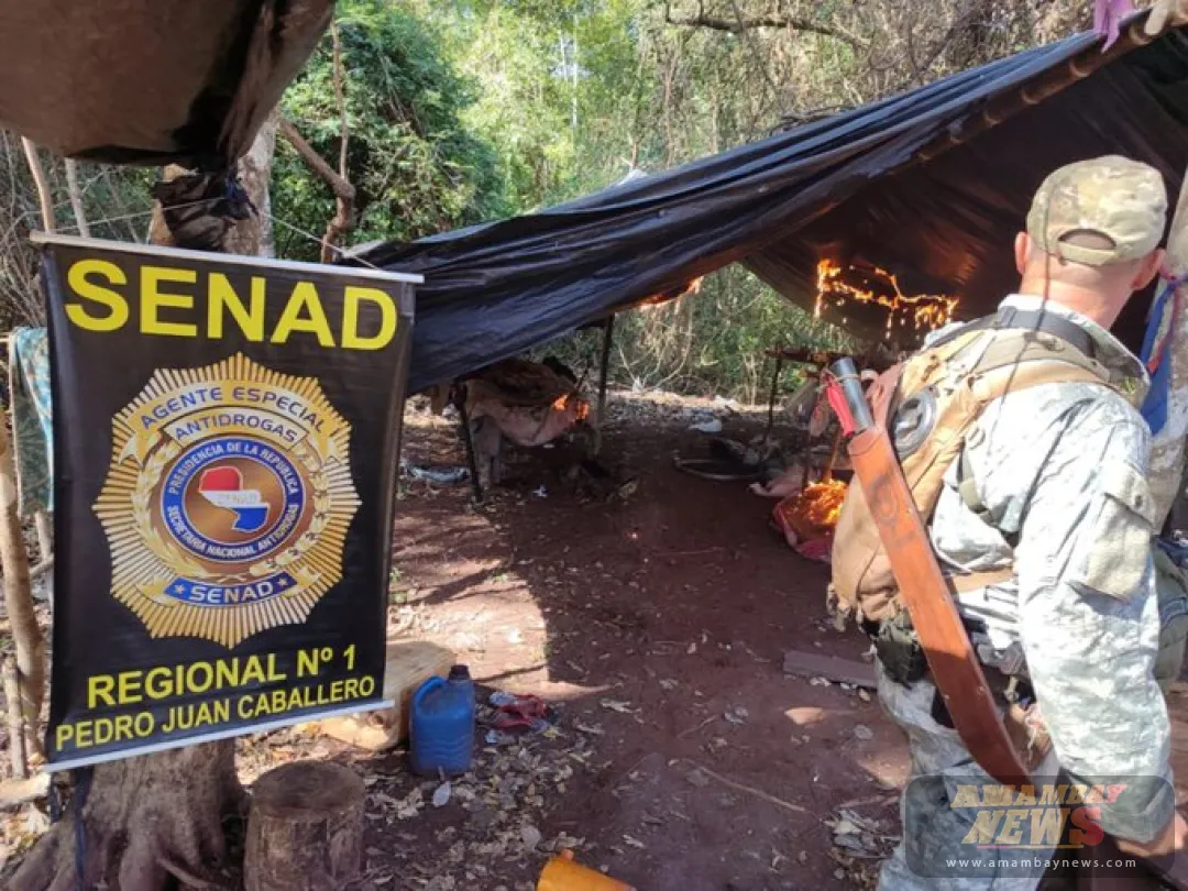SENAD intervino establecimiento rural por producción de marihuana en Amambay