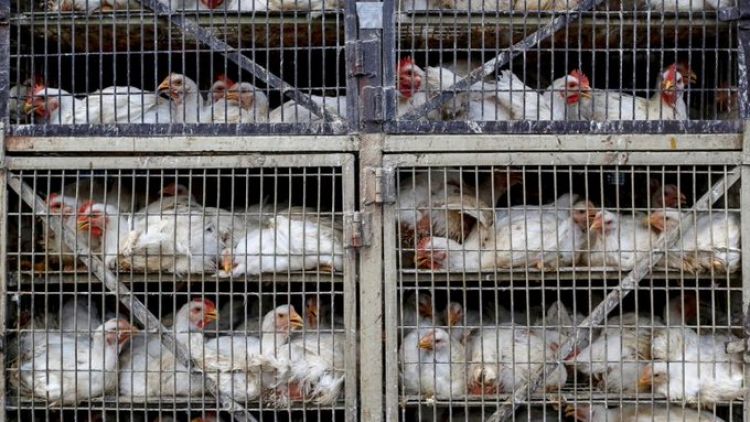 China reportó el primer caso humano de gripe aviar H3N8
