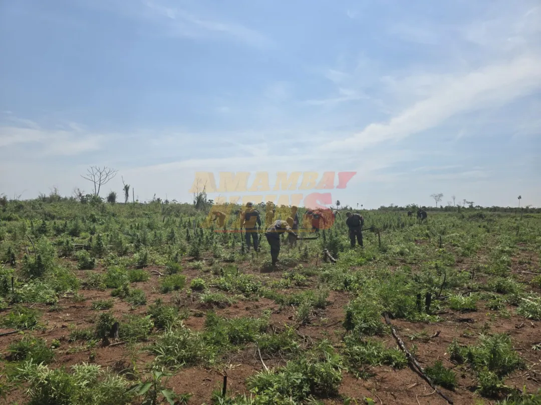 SENAD y CODI–FTC erradican 8 hectáreas de marihuana en San Pedro