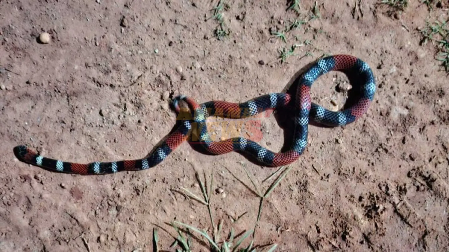 Aparición de serpiente coral en el patio de una vivienda causa susto a vecinos en Concepción