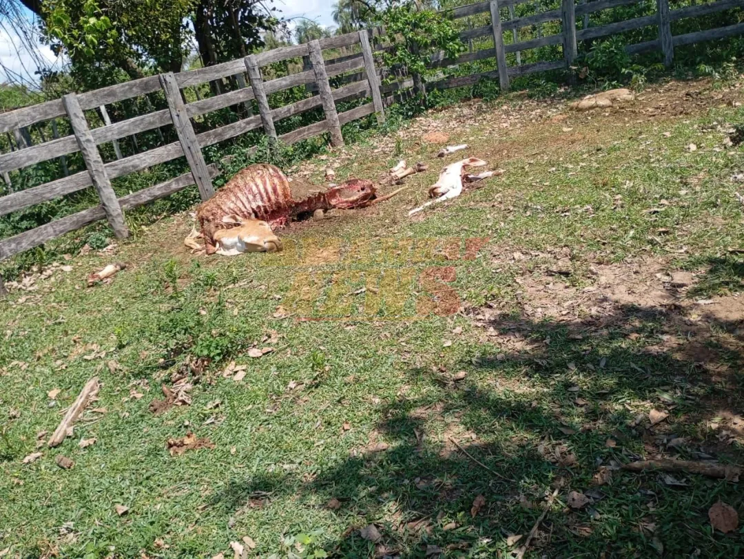 Faenan la última vaca de una abuela de 94 años en San Juan Evangelista
