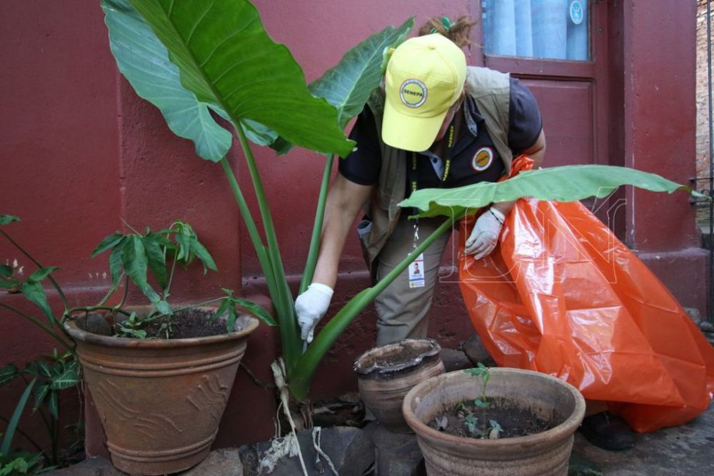 Salud alerta que epidemia de dengue ya comienza a crecer en el interior