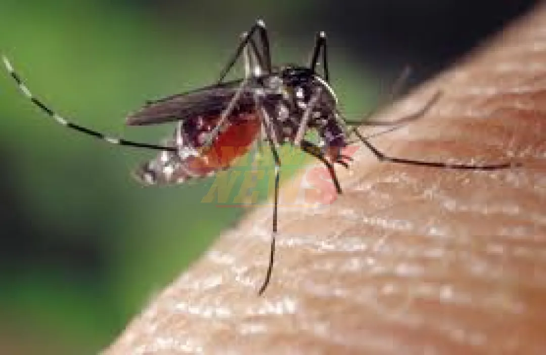 Fuerte aumento de casos sospechosos de dengue