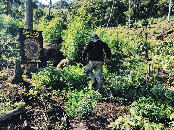 Sacan de circulación 2 campamentos y 21 toneladas de marihuana en Amambay