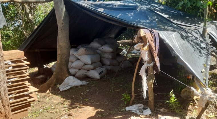 Encuentran casi cuatro toneladas de marihuana en los montes de la Reserva San Rafael