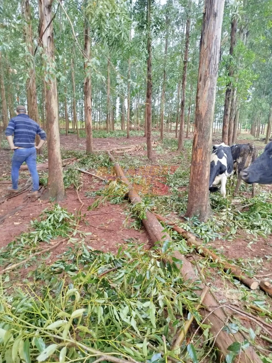 Árbol de eucalipto cae sobre un adolescente: su estado es crítico